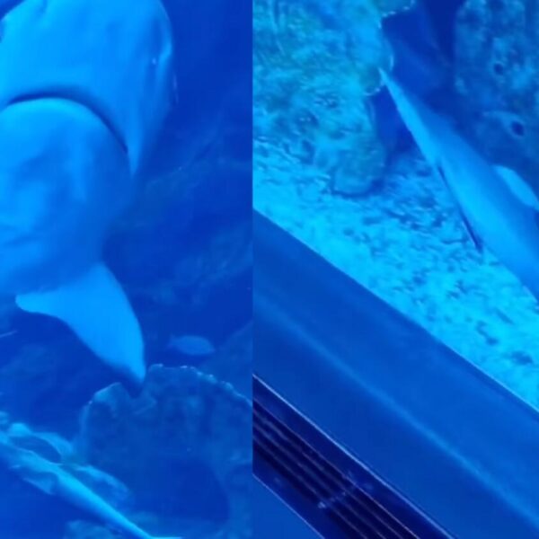 Baby Shark Birth Dubai