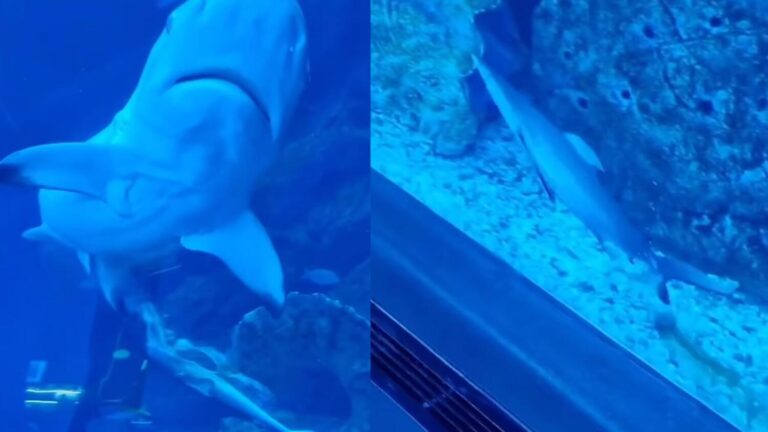 Baby Shark Birth Dubai