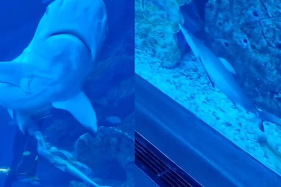 Baby Shark Birth Dubai